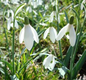 1157043_snowdrops_