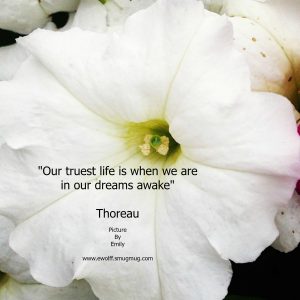 beautiful white flower