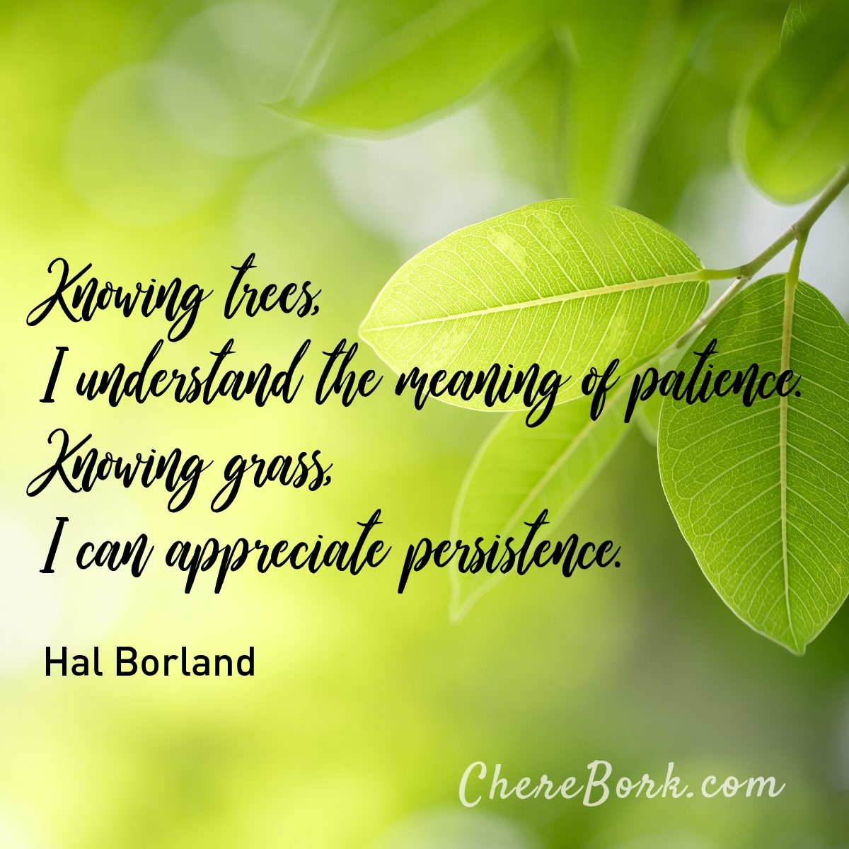 Knowing trees, I understand the meaning of patience. Knowing grass, I can appreciate persistence. -Hal Borland